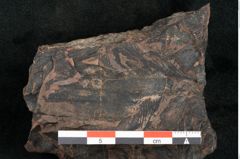 Foto (Detailansicht) von Protocladus lingua Ettingshausen (NHMW-GEO-2024-0188-10331)